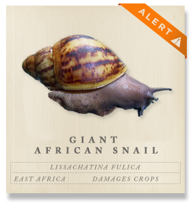 Giant African Land Snail - Lissachatina fulica