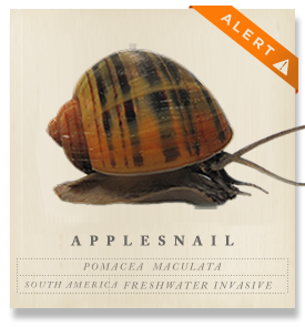 Apple Snail - Pomacea maculata