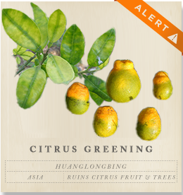Citrus Greening - Candidatus Liberibacter asiaticus
