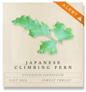 Japanese climbing fern - Lygodium japonicum