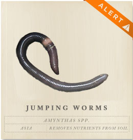 Jumping Worms - Amynthas spp.
