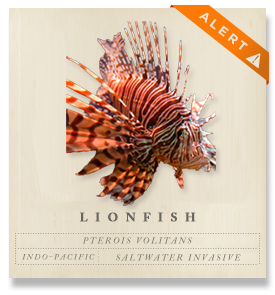 Lionfish, Red Lionfish - Pterois volitans