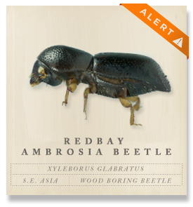 Redbay Ambrosia Beetle  - Xyleborus glabratus