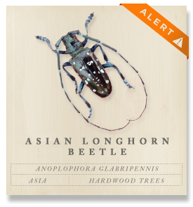 Asian Longhorned Beetle - Anoplophora glabripennis