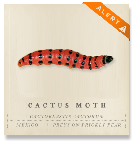 Cactus Moth - Cactoblastis cactorum
