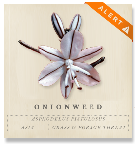 Onionweed - Asphodelus fistulosis