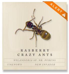 Tawny Crazy Ant - Nylanderia fulva