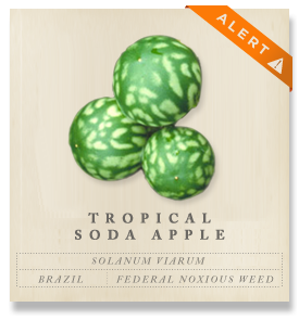 Tropical soda apple - Solanum viarum