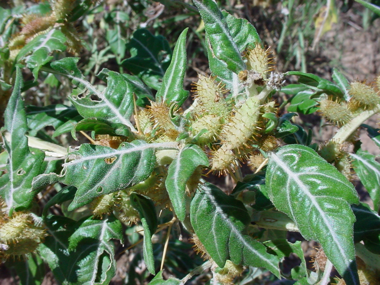 Texas Invasives